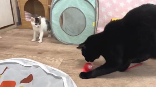 じゃれる黒猫