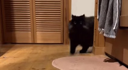 歩いてくる猫
