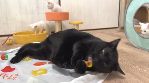 寝転がる黒猫