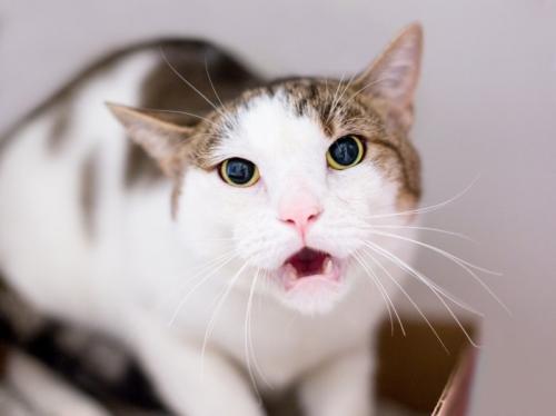 怒っている猫