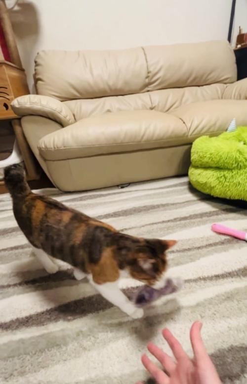 娘さんが投げた手袋を咥えてくる三毛猫