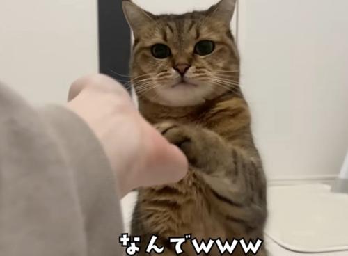 お手をする猫