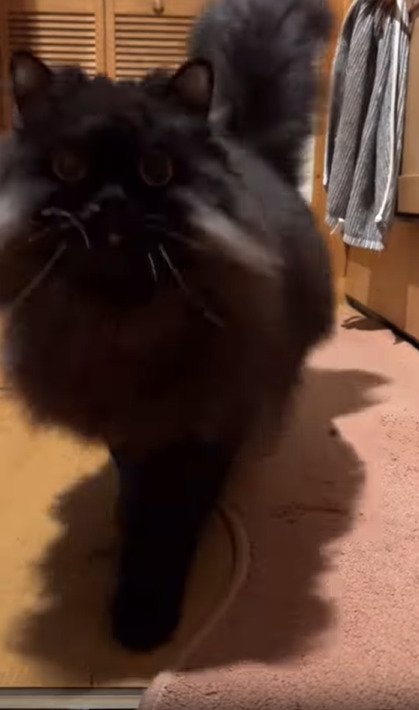 猫のアップ