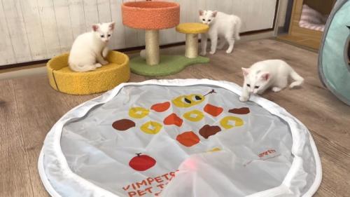 白子猫3匹
