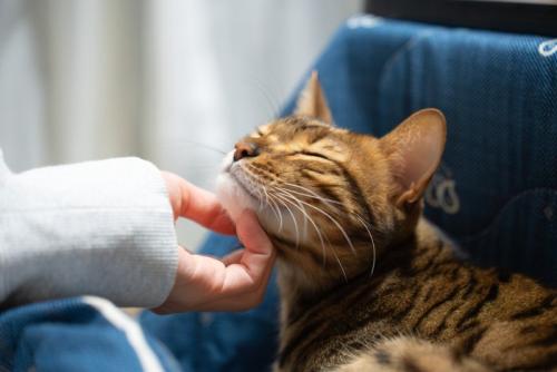 甘える猫
