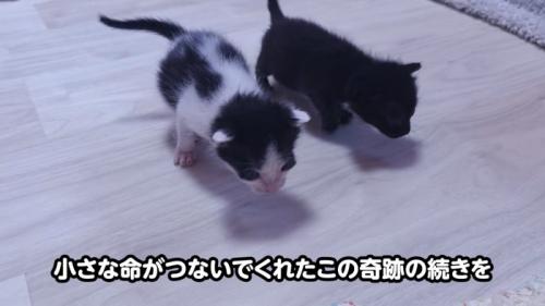 歩く子猫
