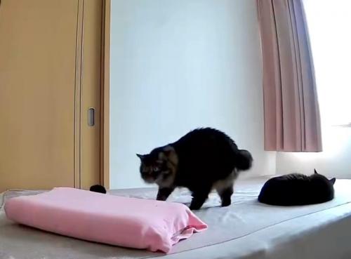 枕へ向かうトラ猫