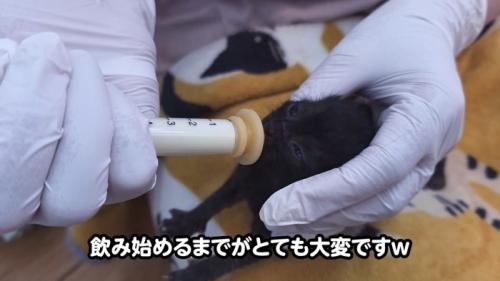 ミルクを飲む目が開いた子猫