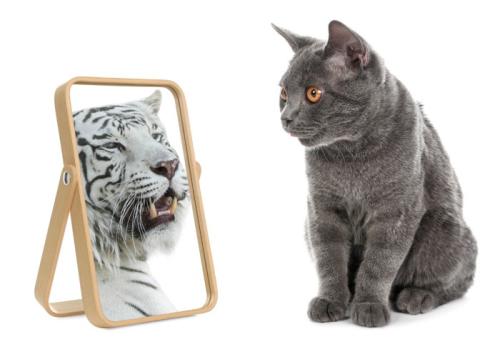 猫と鏡に映るトラ