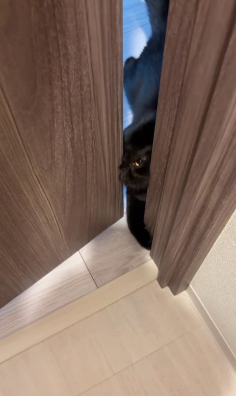 手を伸ばす猫