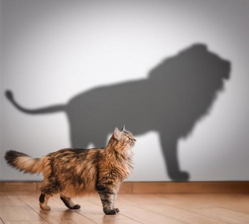 猫と壁に映るライオンのシルエット