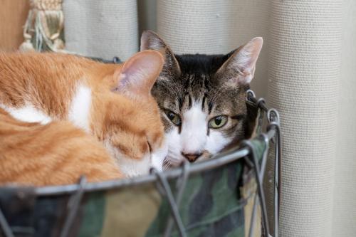 2匹のトラ猫