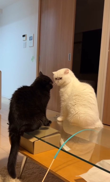 対面する猫