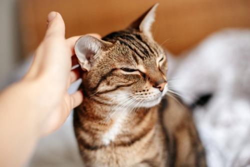 頭を撫でられている猫