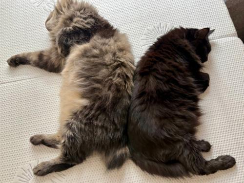眠る2匹の猫