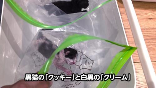 袋の中にいる子猫たち