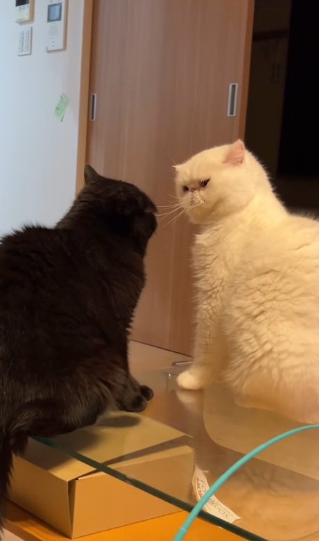 睨む猫