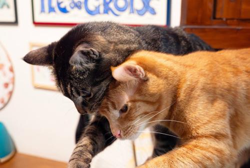 2匹のトラ猫