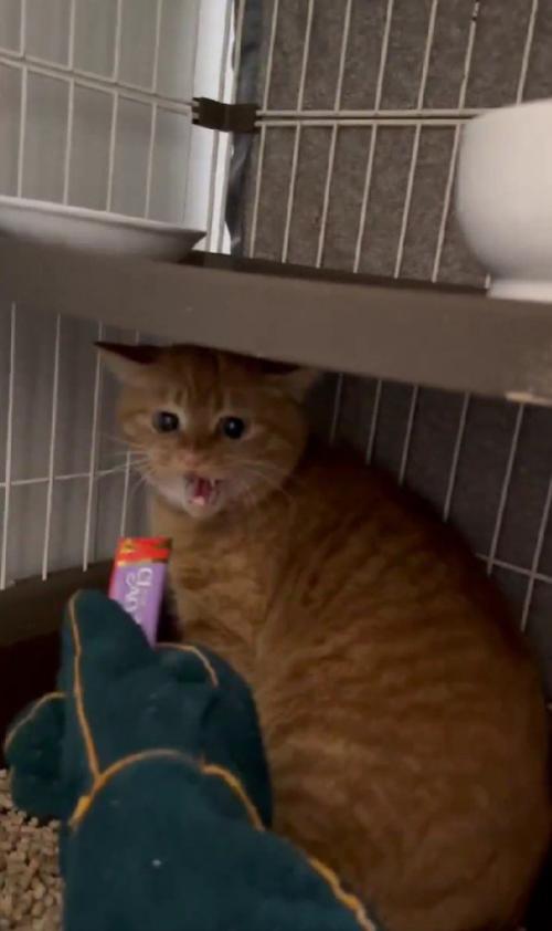 威嚇する猫