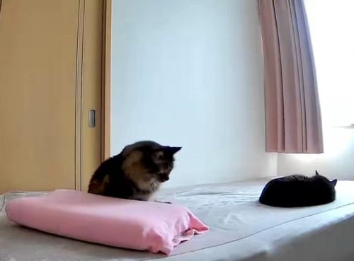 枕の前で座る猫