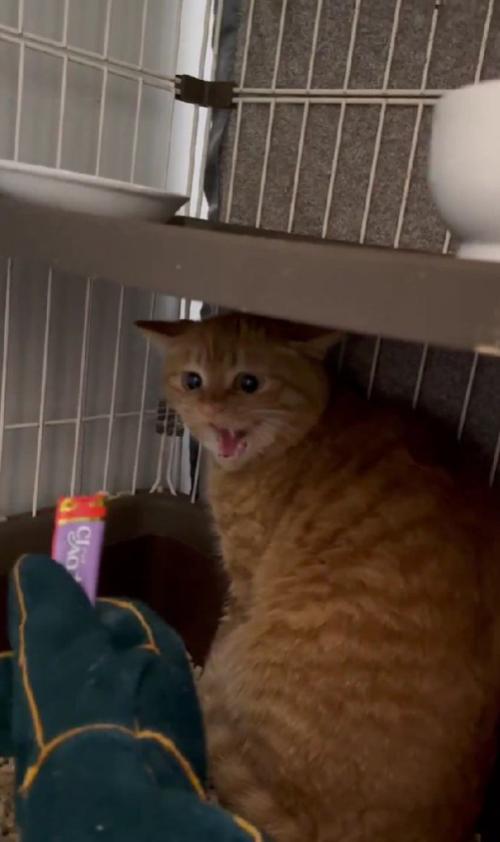 威嚇する猫