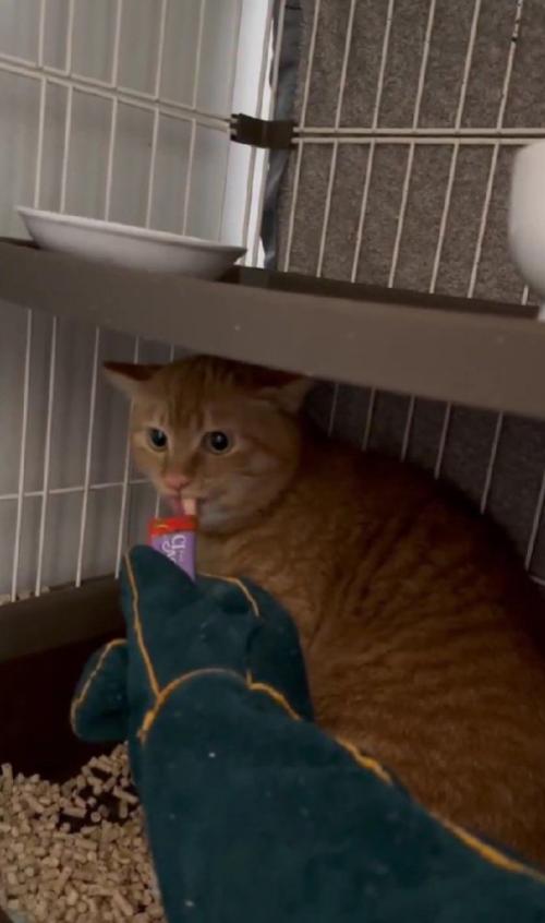 おやつを食べる猫