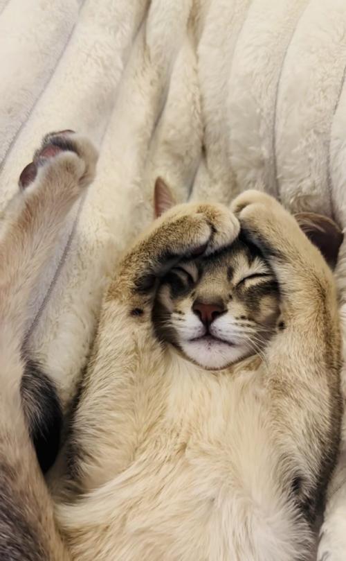毛布の上で眠るアビシニアン