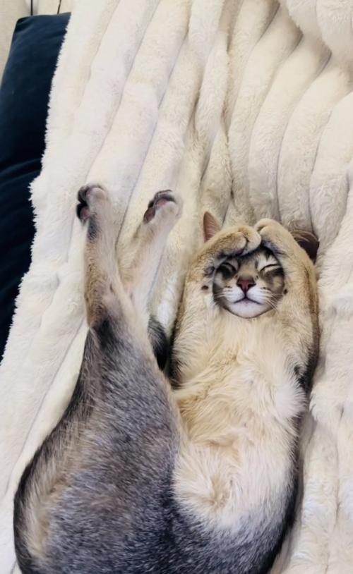 毛布の上で眠るアビシニアン