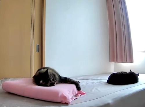 枕を掴む猫