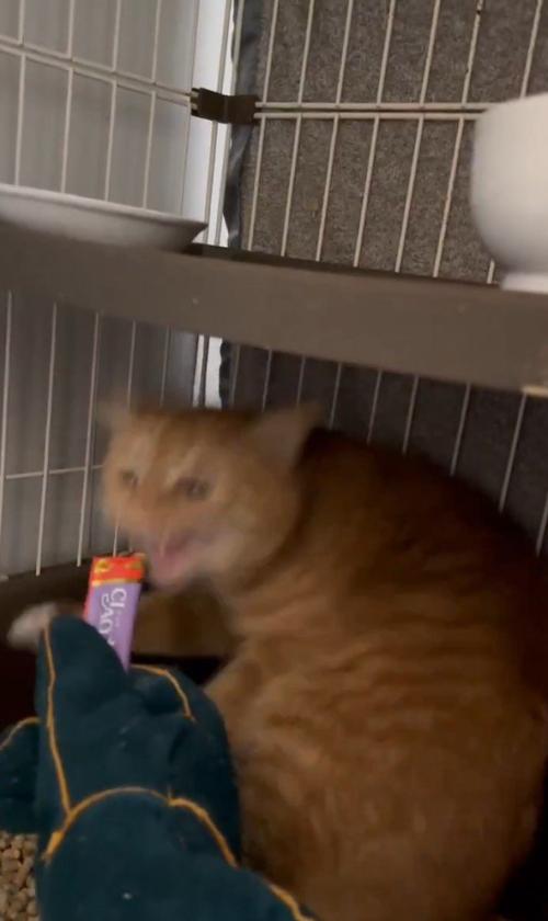 威嚇する猫