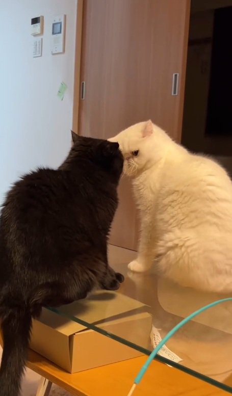 極悪顔の猫