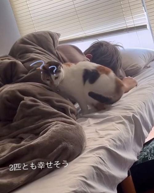 撫でられる猫