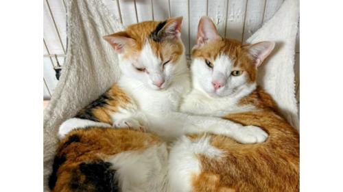 寄り添う猫たち