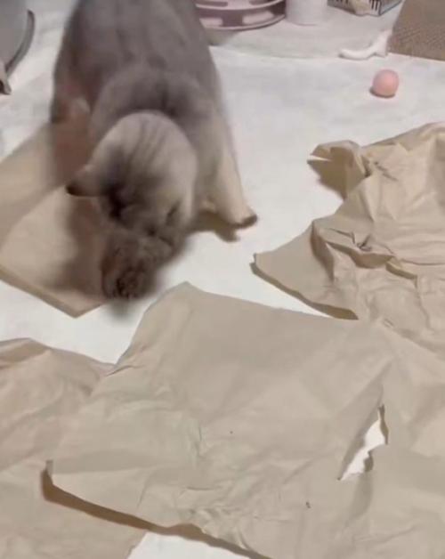 飛び掛かる猫