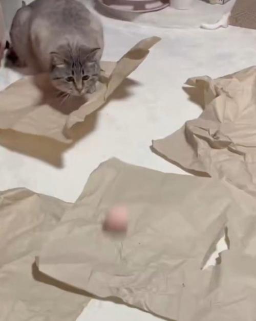 ボールを狙う猫