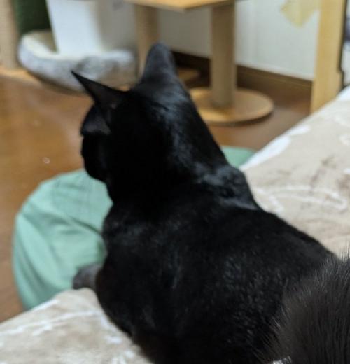 背中を向けた黒猫