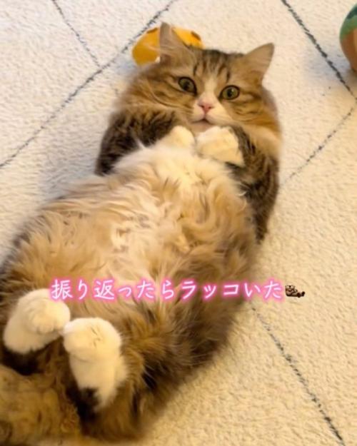 直視する猫