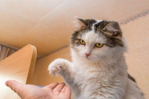 人の手を攻撃しようとする猫