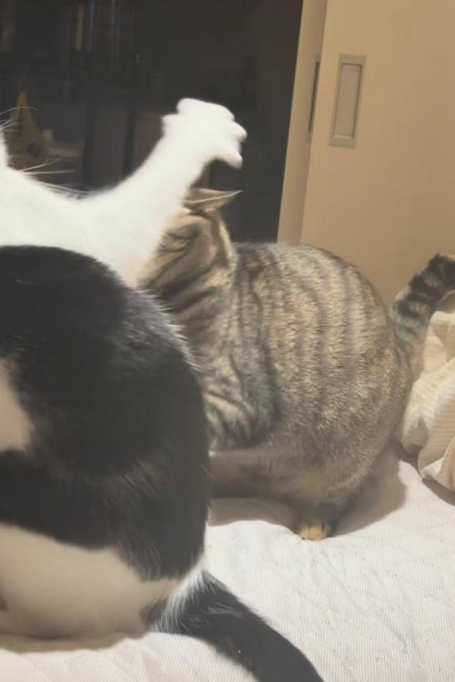 反撃をする猫