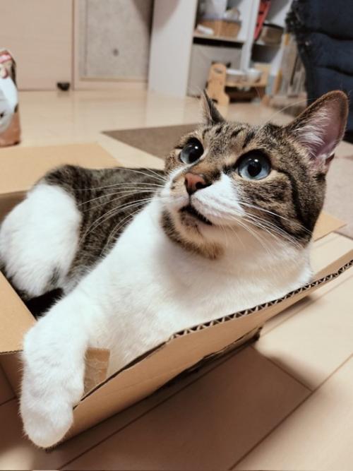 段ボール箱の中で座って、手を箱の縁に置く猫