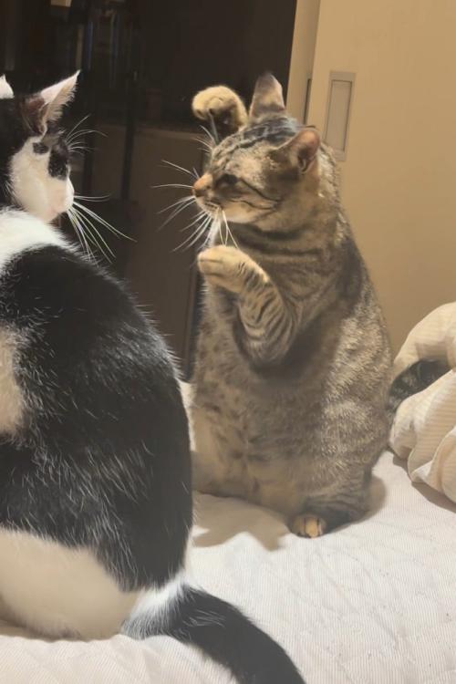 右手を振り上げる猫