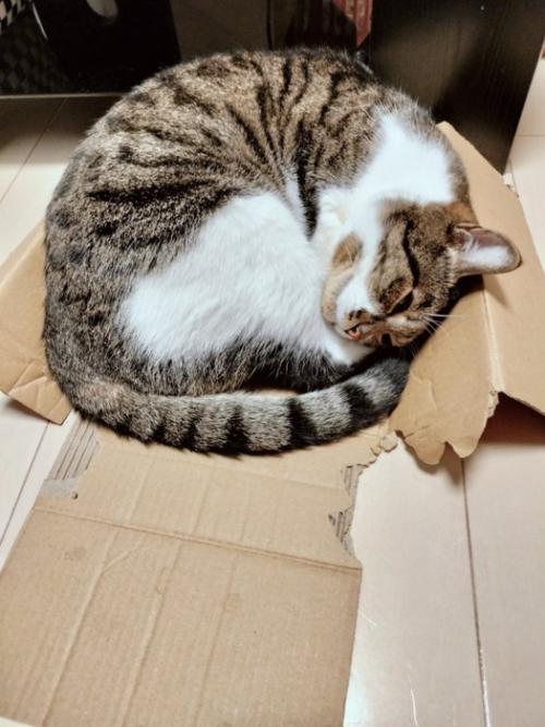 ボロボロになった段ボール箱の中で幸せそうに眠る猫