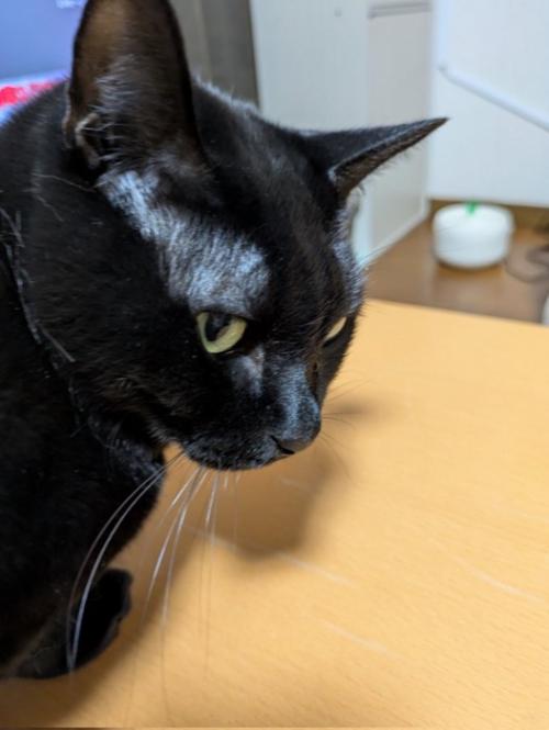 振り向く黒猫