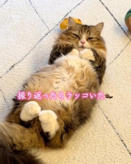 うっすら見る猫