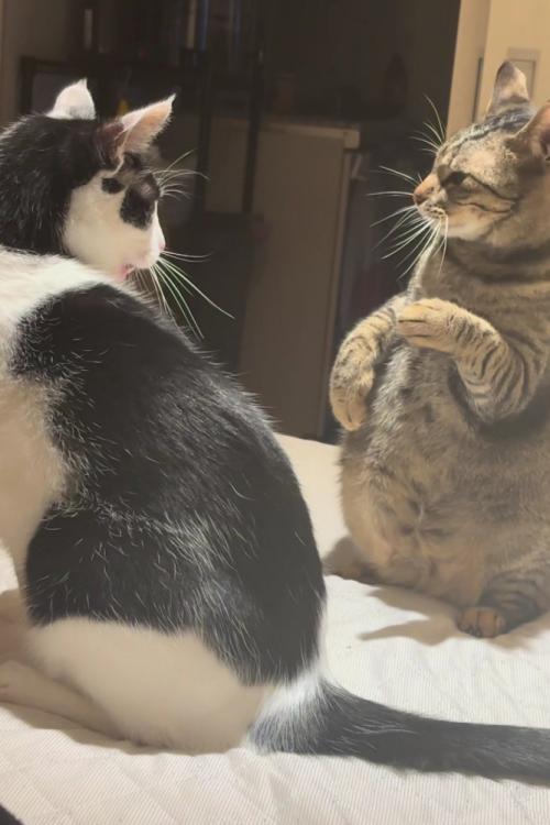 向かい合う2匹の猫