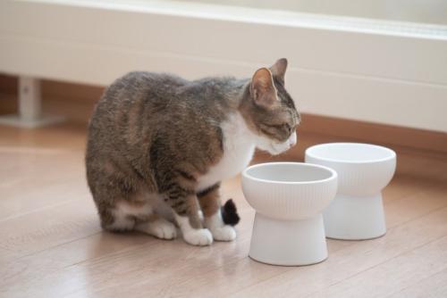 脚付きの食器の前に座る猫