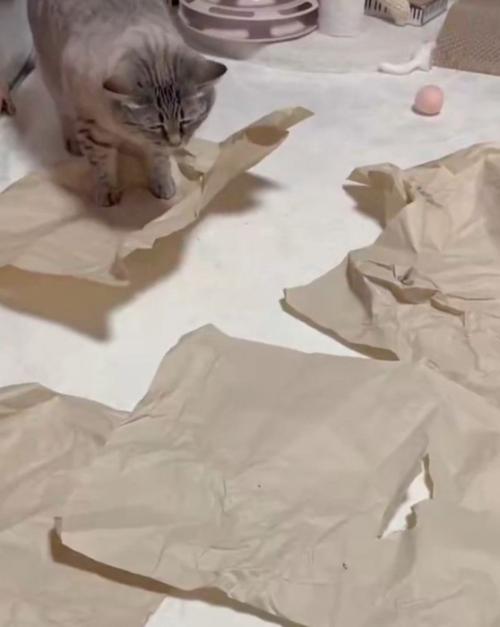立ち上がる猫