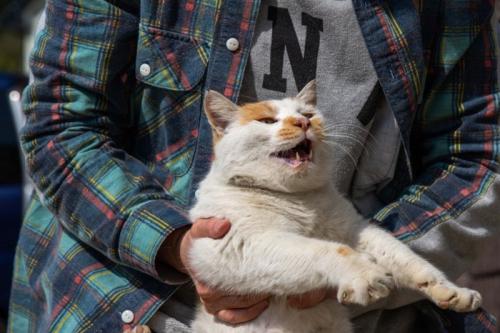 抱っこされるのを嫌がる猫