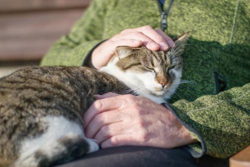 抱かれる猫