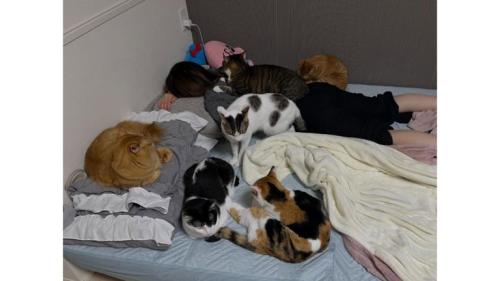 室内にいる猫たち